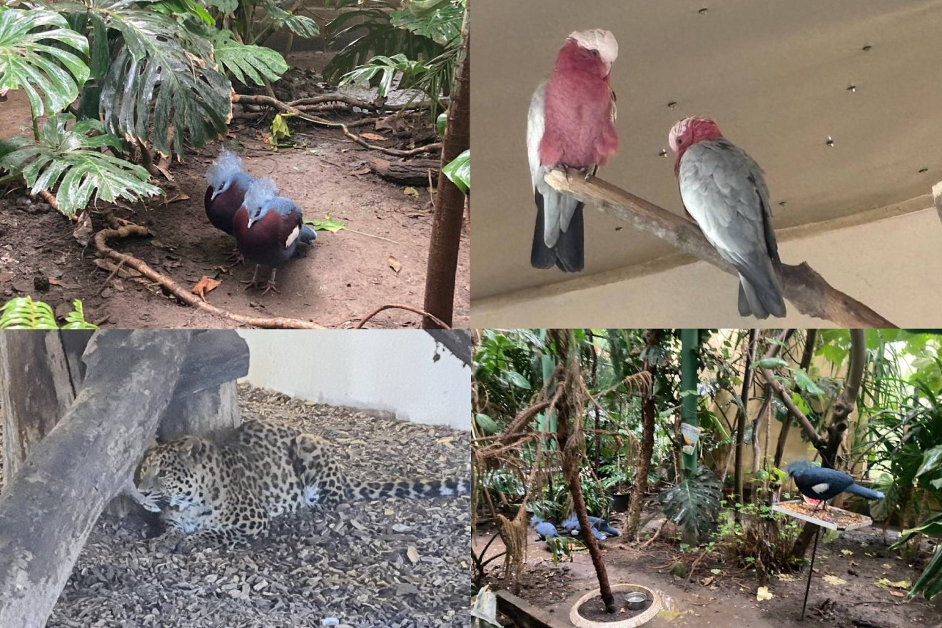 • Fotó: Marosvásárhelyi Állatkert