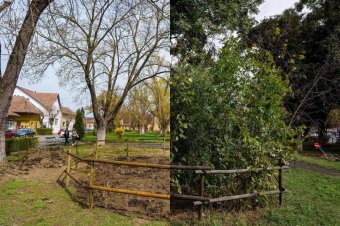 Marosvásárhely új tüdeje: miért jók a Miyawaki-erdők a városban?
