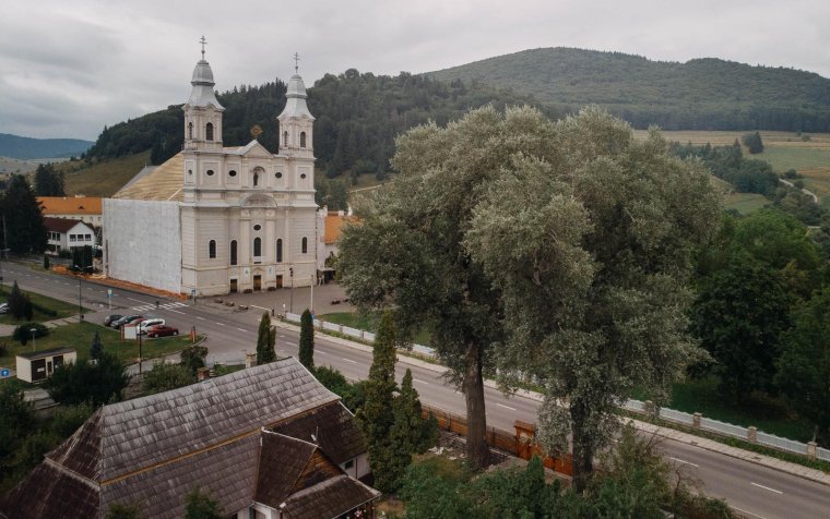 Felmérik a közel száz éves fák állapotát Csíkszeredában biztonsági okokból