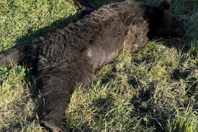 Kamion gázolt halálra egy medvét Kézdivásárhely közelében