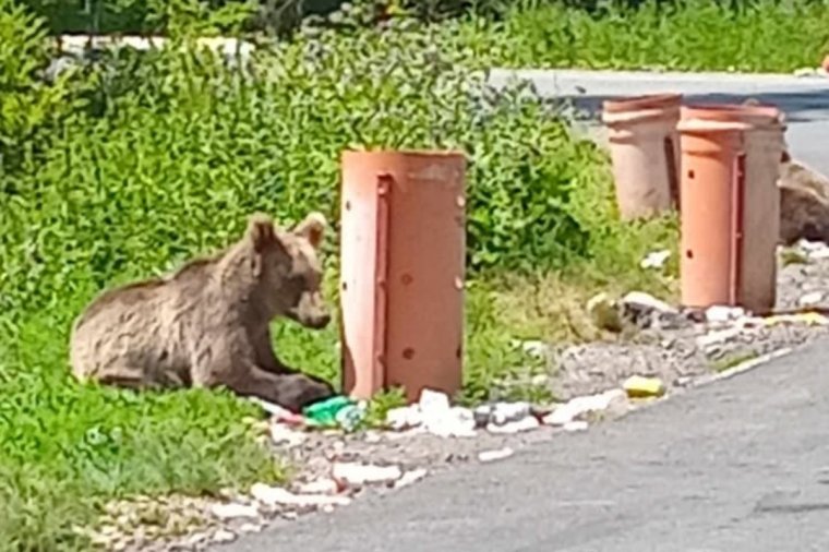 Madéfalván és a Bucsinon is medvét láttak