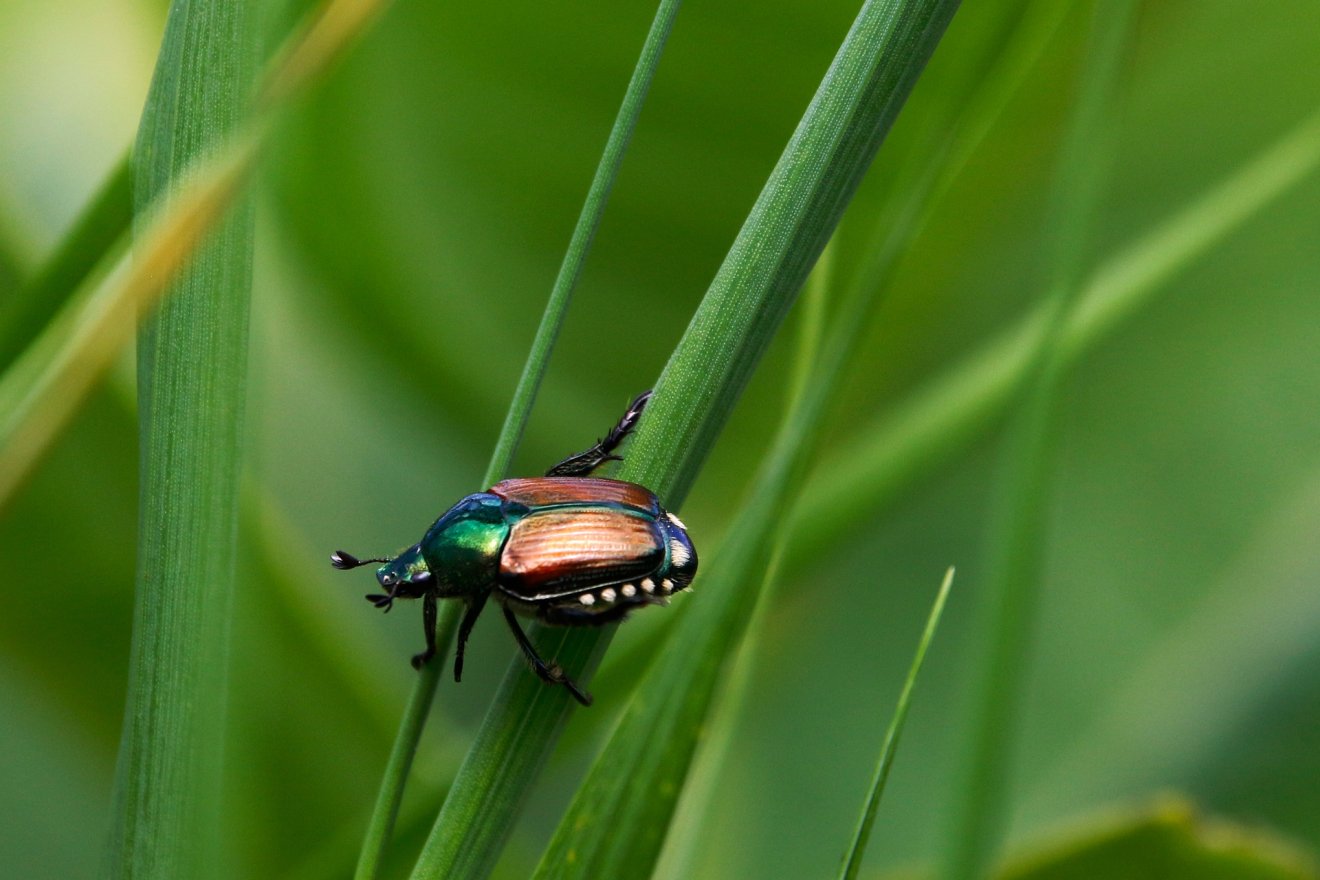 •  Fotó: Pixabay