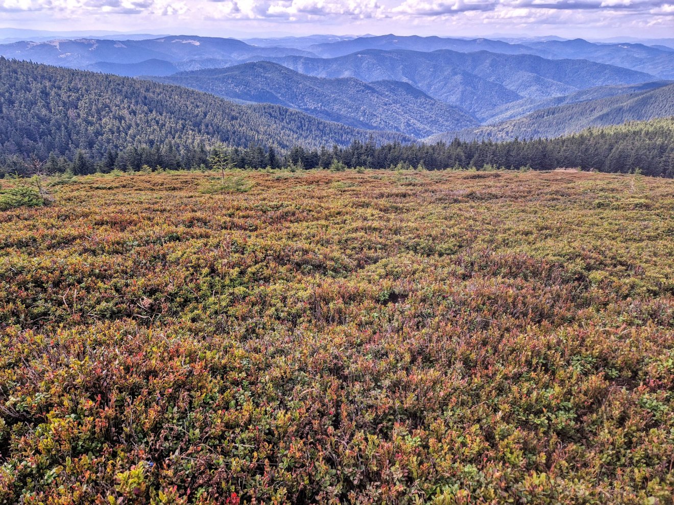 Ameddig a szem ellát, mind áfonya...