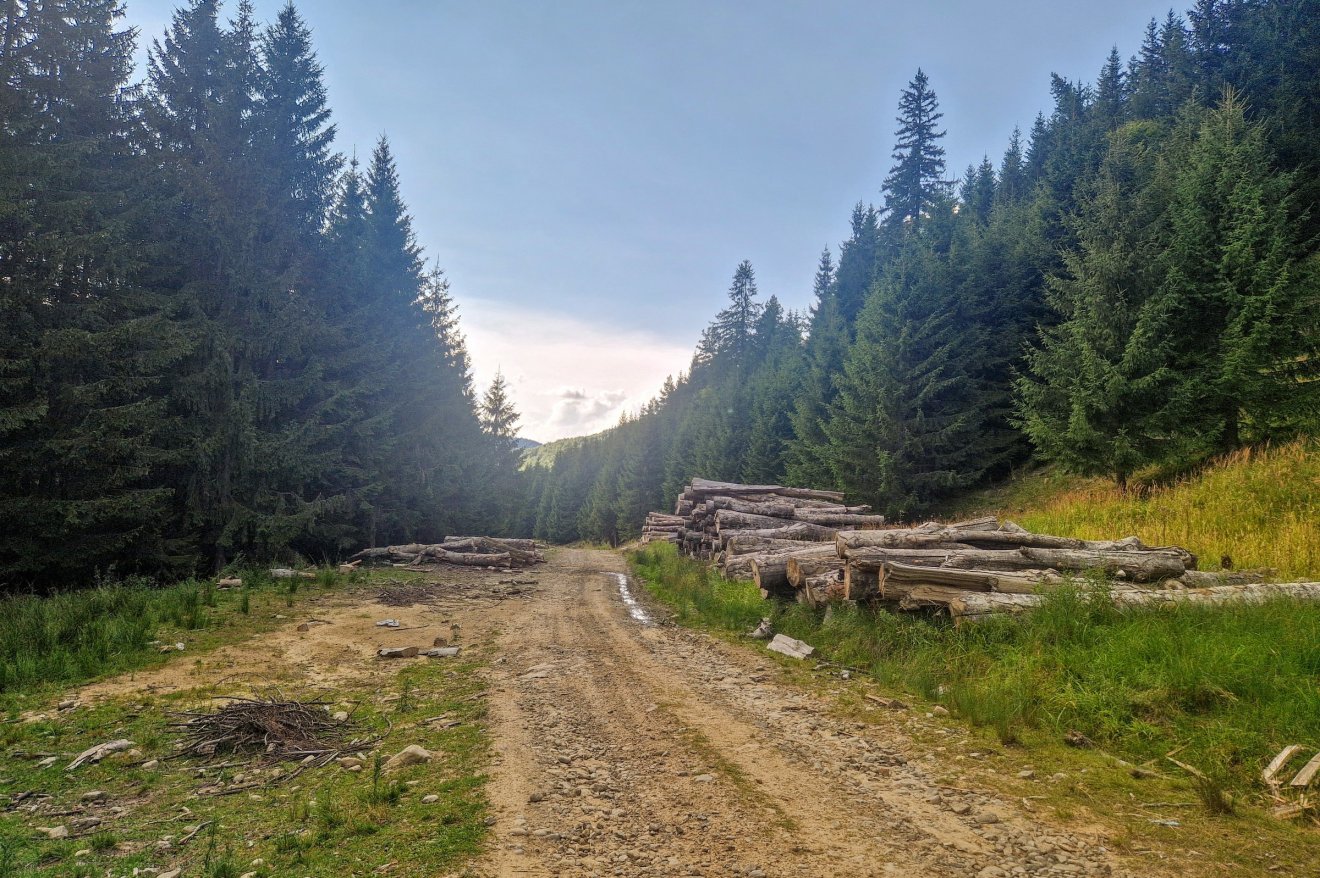 A fakitermelés most is folyik