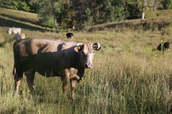 Bika ölhetett meg egy férfit Csíkszereda határában