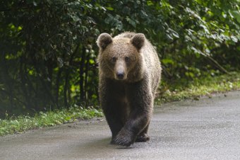 Medve támadt egy férfira Maros megyében, az áldozat állapota súlyos
