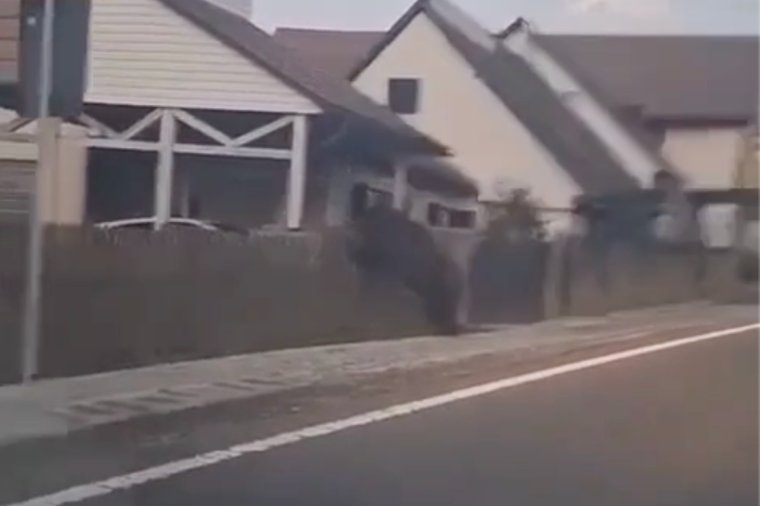 Úgy érzi, magára maradt a kárral, miután letörte a kerítését a riadt medve