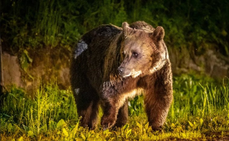 Kilőtték a Lóvészre visszajáró medvét