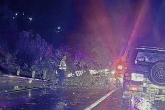 Fákat döntött ki a viharos erejű szél Hargitafürdőn