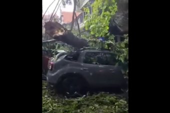 Autókat zúztak össze a viharban kidőlő fák a Peleș-kastélynál – videóval