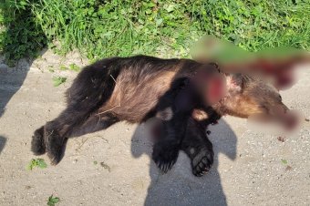 Fényes nappal támadt a medve Homoródalmáson – kilőtték