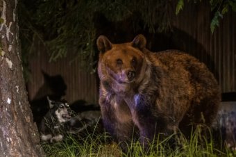A csíksomlyói Szék útján láttak medvét