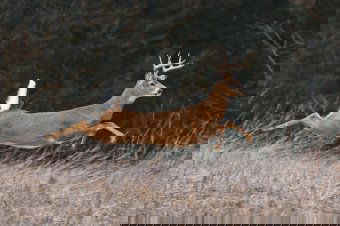 Kezdődhet a nagy „igazgatótlanítás” az állami erdészetnél