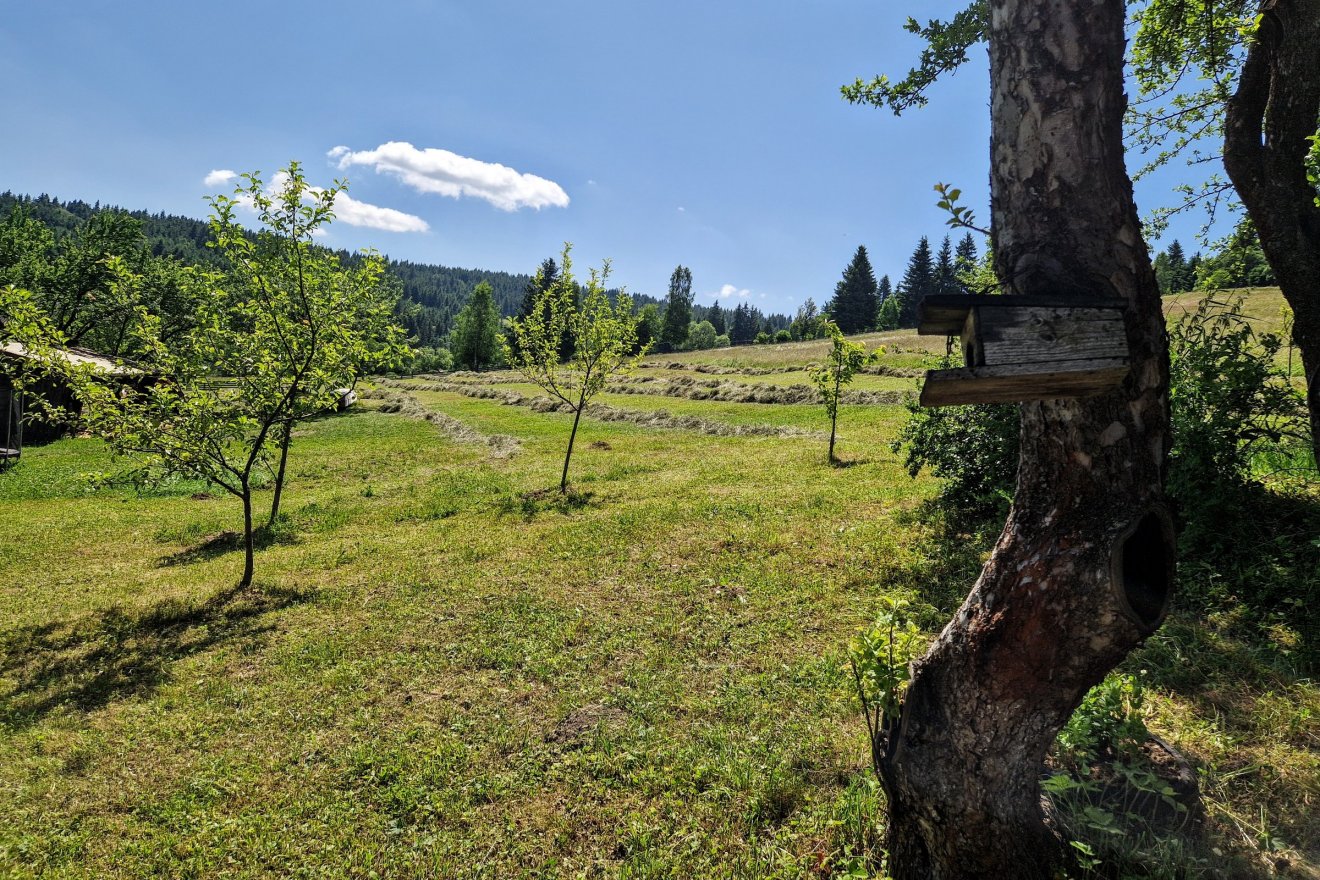 A széna hordozza a tej, sajt minőségét
