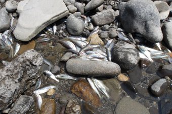 Szakértők: nagy valószínűség szerint kipusztult a Kis-Küküllő halállománya