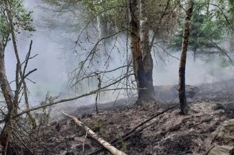 Ég az erdei avar és a száraz növényzet Hollósarkán