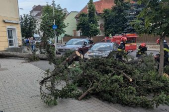Fát döntött ki a viharos szél a csíkszeredai Márton Áron utcában