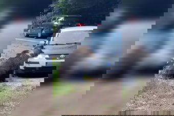 Mintha nekimenne: autójával heccelte az útszéli medvét – videó