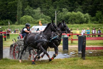 Oltszemi fogathajtó verseny: Székelyföld diktálja a lovassport ütemét