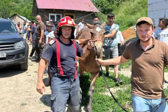 Nehezen kivitelezhető mentőakció: kútba esett lovat mentettek meg Csíkkozmáson