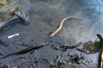 A kutató szeme láttára köpte ki a sós vizet a szomjas ló