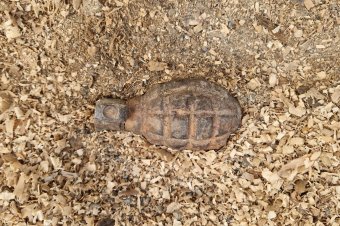 Kézigránátot találtak egy szeméttárolóban