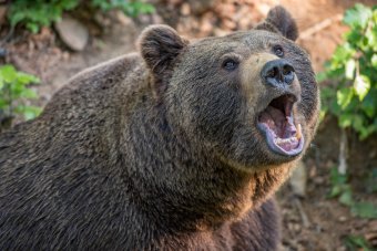 Egyenesen az emberre rontott a támadó medve