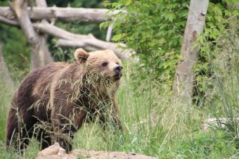 Gyakori látogatója lett Szécsenynek a medve