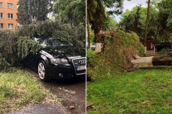 Nagyidő tombolt Marosvásárhelyen, fákat csavart ki a szél
