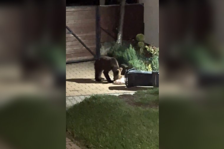 Tucatjával tartózkodnak medvék Csíkszereda környékén