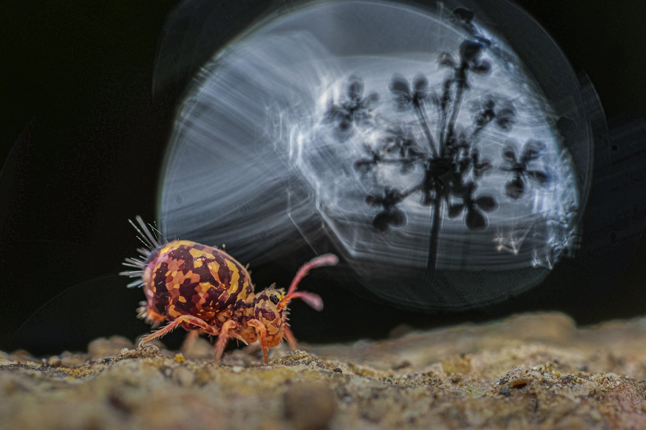 Dicyrtomina ornata
