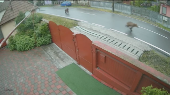 Így szaladtak pénteken reggel a medvék Nyárádtőn – videó