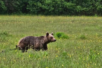 Medve kergetett meg egy a Keresztényhavasra túrázó férfit