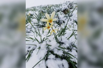 Nárciszmező hóréteggel borítva – videóval