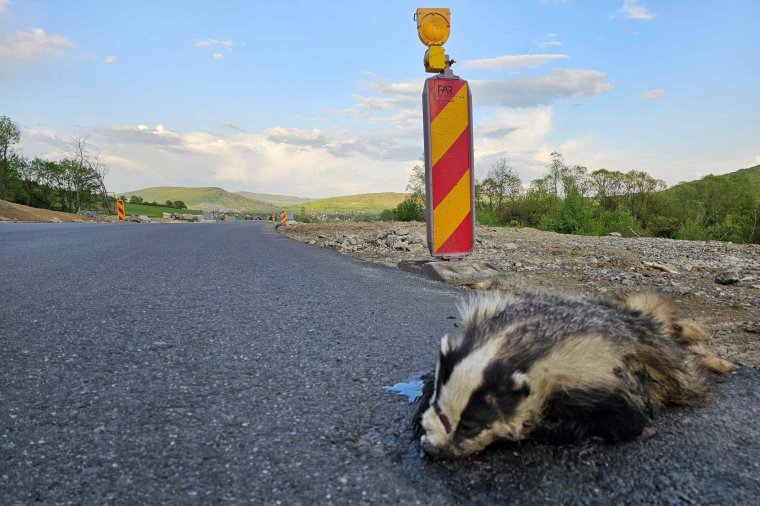 Borzot ütöttek el a felújítás alatt levő megyei úton