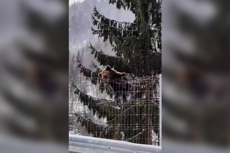 Ilyen profin mászik át egy mackó a drótkerítésen – videó