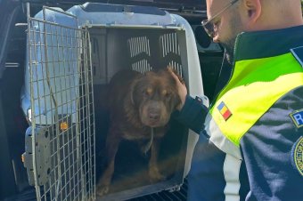 Tizenkétezer lejes bírságot kapott egy férfi, amiért megpróbált megszabadulni a kutyájától