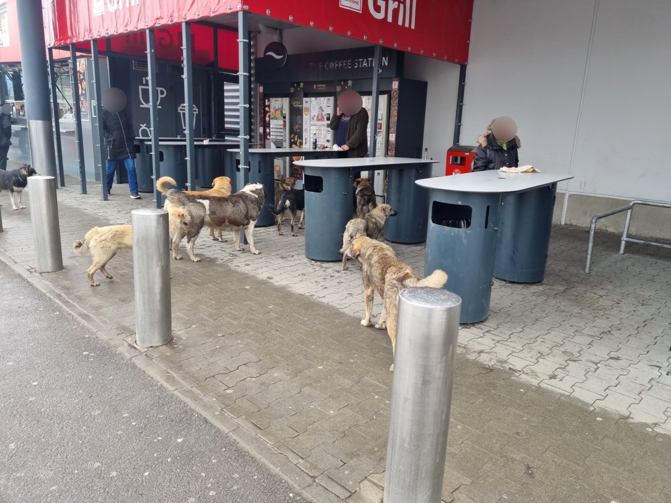 A kóbor kutyák ügyében a menhely jelenthet megoldást