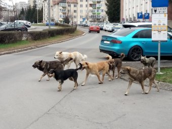 Falkába verődött kóbor kutyák jelentek meg Csíkszeredában