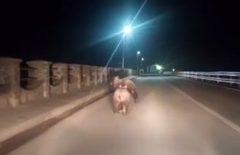 Anyamedve és bocsa szaladt át a zeteváraljai gáton
