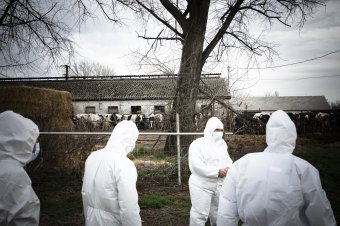 Székely gazdák figyelmébe: komolyan kell venni a ragadós száj- és körömfájás veszélyét