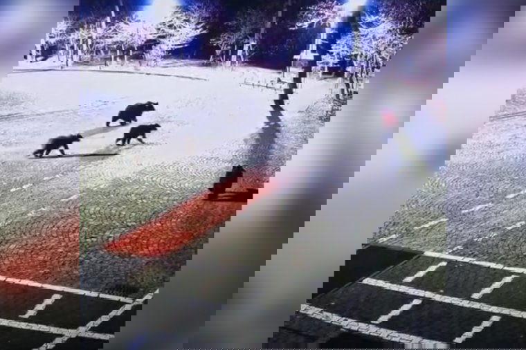 Négy medve ólálkodik a somostetői futópálya közelében – videó