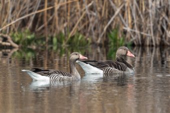 Nőtt a vízimadarak egyedszáma Románia területén