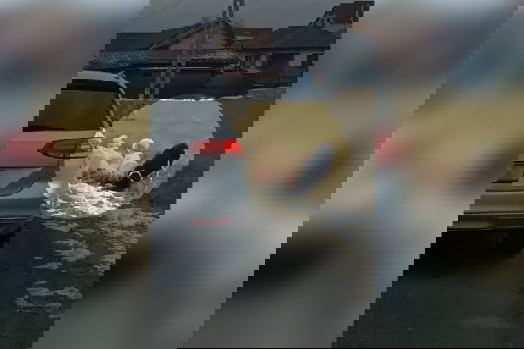 Pásztorkutyák téptek szét egy tetemet