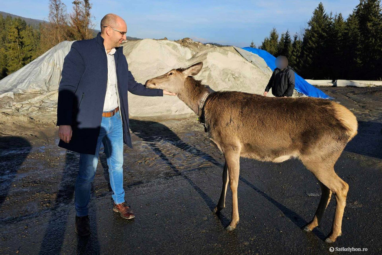 Meg is lehet simogatni a szarvasünőt, annyira szelid •  Fotó: Székelyhon