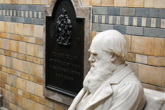 Megrongálták Charles Darwin sírját zöldaktivisták, akik szerint a természettudós forogna sírjában, ha tudná...