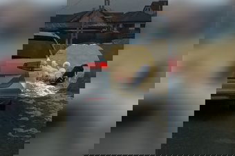 Pásztorkutyák téptek szét egy tetemet