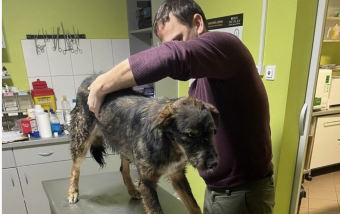 Sérült kutyát mentettek a helyi rendőrök Betfalván