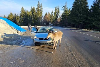 Szarvastehén barátkozik autósokkal, de nem biztos, hogy ez jó