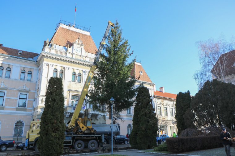 Megérkezett a város karácsonyfája Székelyudvarhelyre